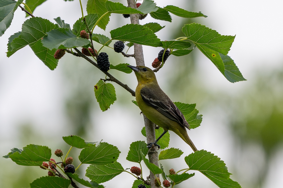 DPPhotography - Texas - Orchard oriole - C.jpg - Orchard oriole, female - Smith Oaks, High Island, Texas