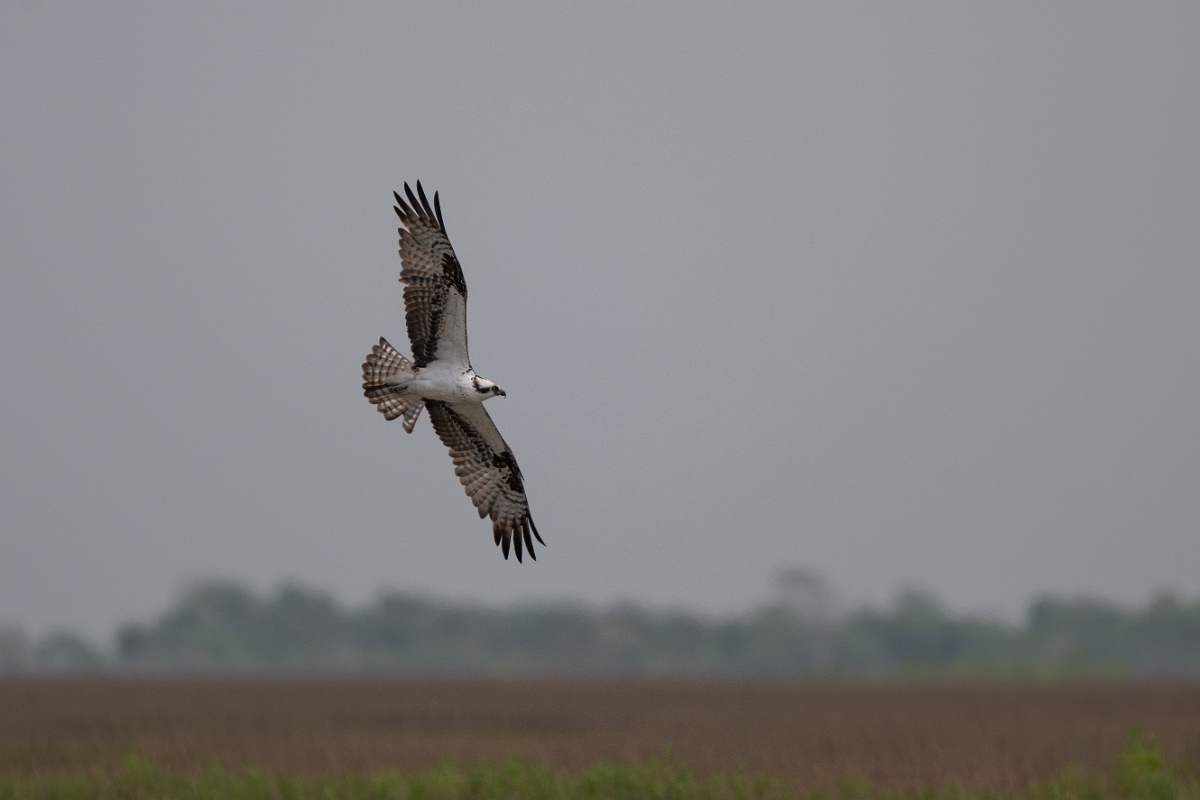 DPPhotography - Texas - Osprey - A.jpg - Osprey - Bob Road, Bolivar Peninsula, Texas