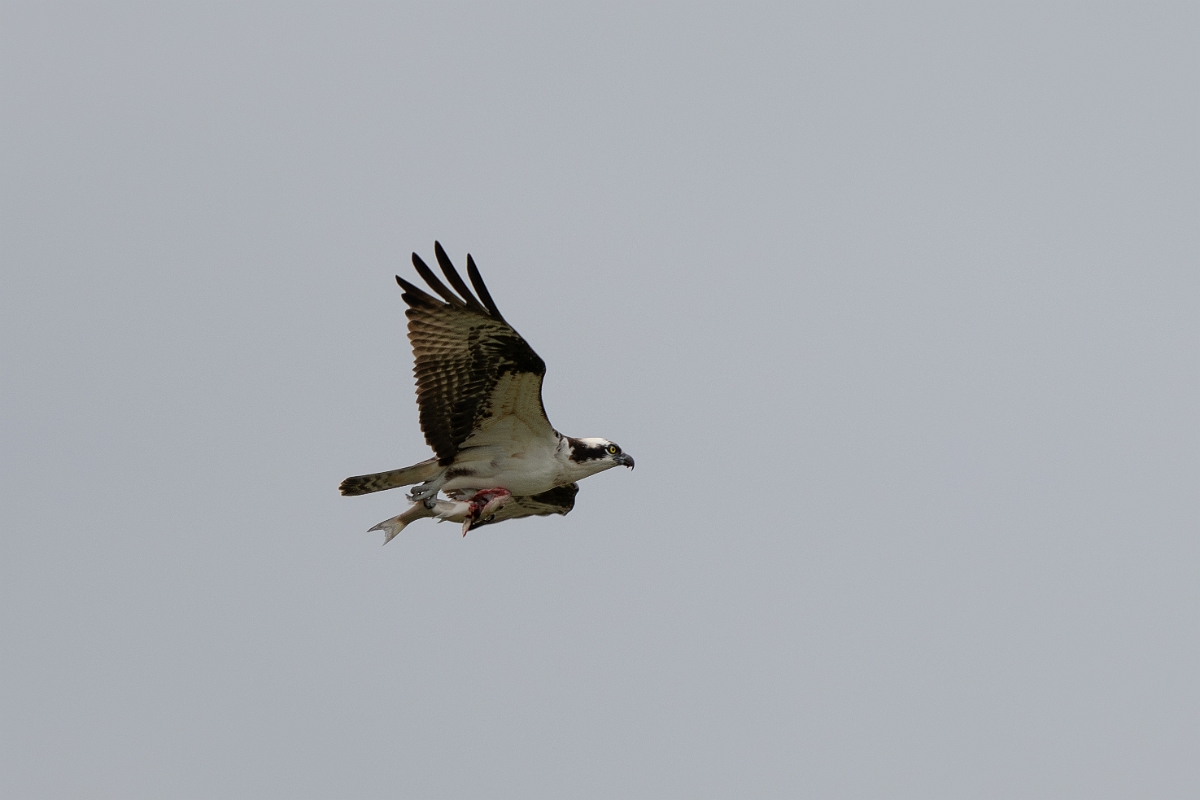 DPPhotography - Texas - Osprey - B.jpg - Osprey - Ink Lake State Park, Texas