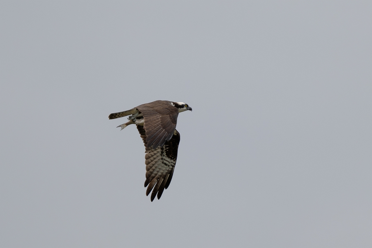 DPPhotography - Texas - Osprey - C.jpg - Osprey - Ink Lake State Park, Texas