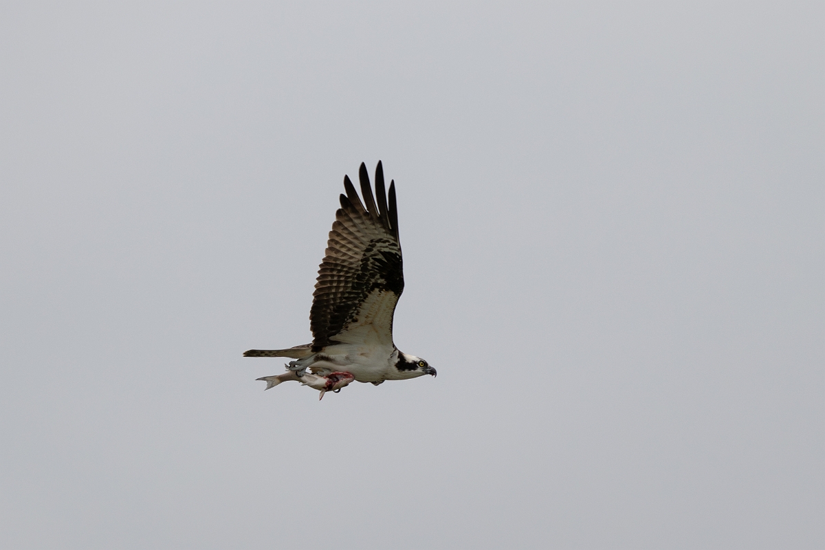 DPPhotography - Texas - Osprey - D.jpg - Osprey - Ink Lake State Park, Texas