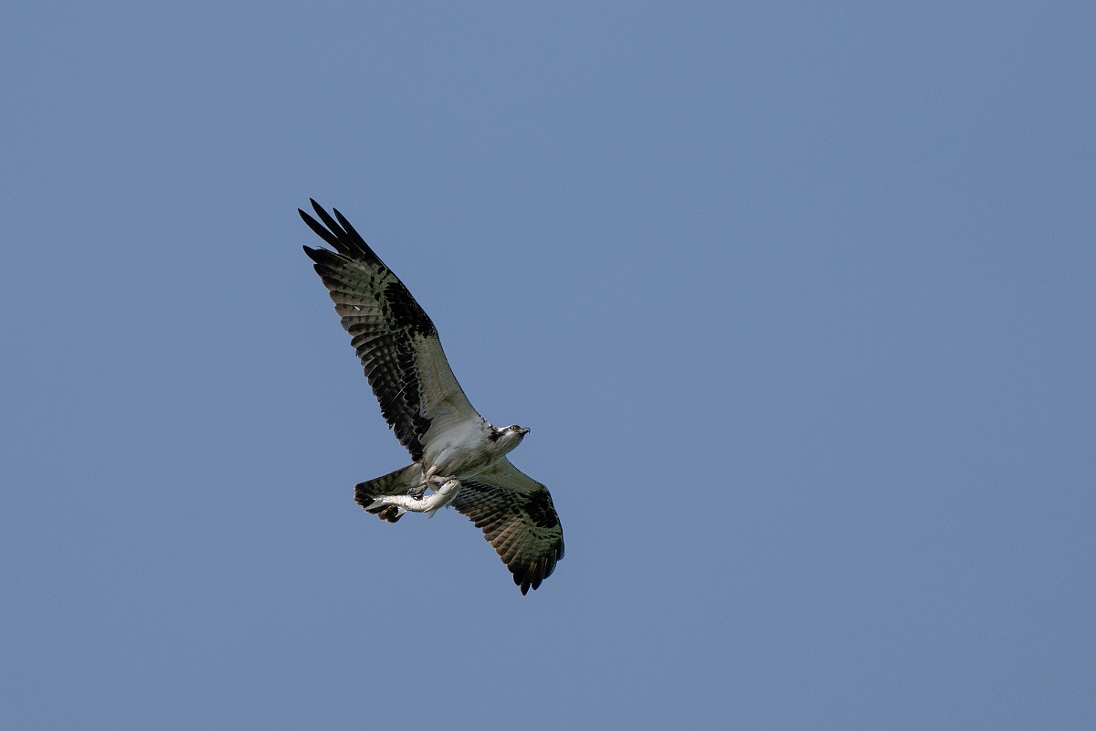 DPPhotography - Texas - Osprey - E.jpg - Osprey - Smith Oaks, High Island, Texas