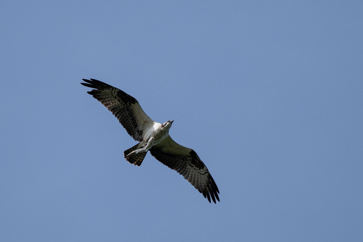 DPPhotography - Texas - Osprey - F.jpg - Osprey - Smith Oaks, High Island, Texas