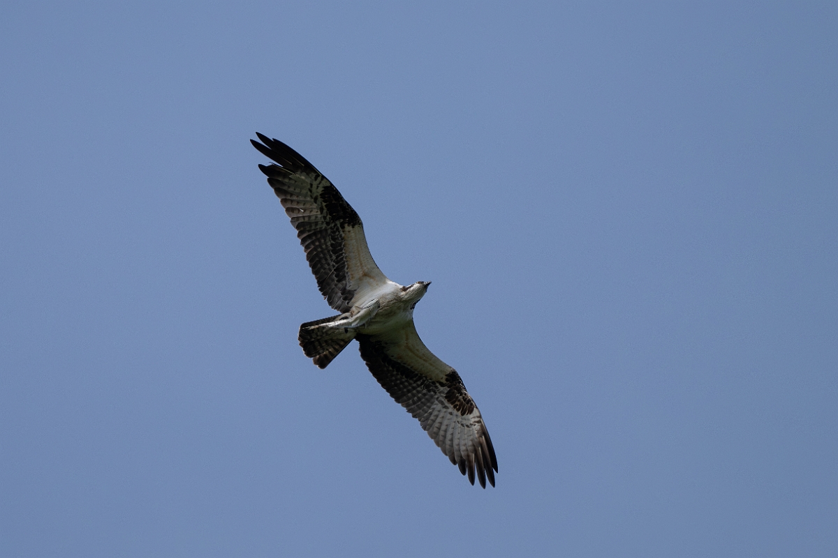 DPPhotography - Texas - Osprey - G.jpg - Osprey - Smith Oaks, High Island, Texas