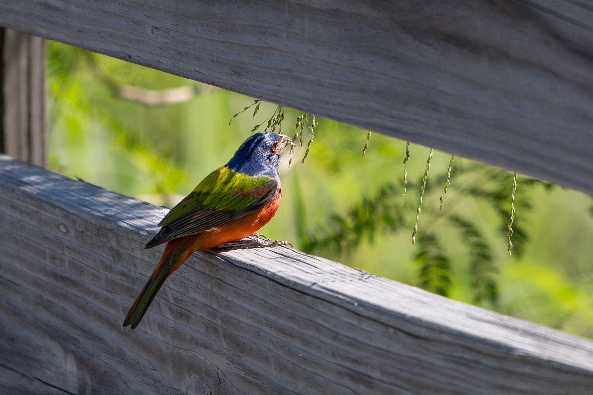 DPPhotography - Texas - Painted bunting - A.jpg - Painted bunting, male - South Padre Island, Texas