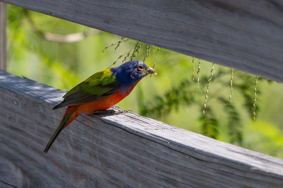 DPPhotography - Texas - Painted bunting - B.jpg - Painted bunting, male - South Padre Island, Texas