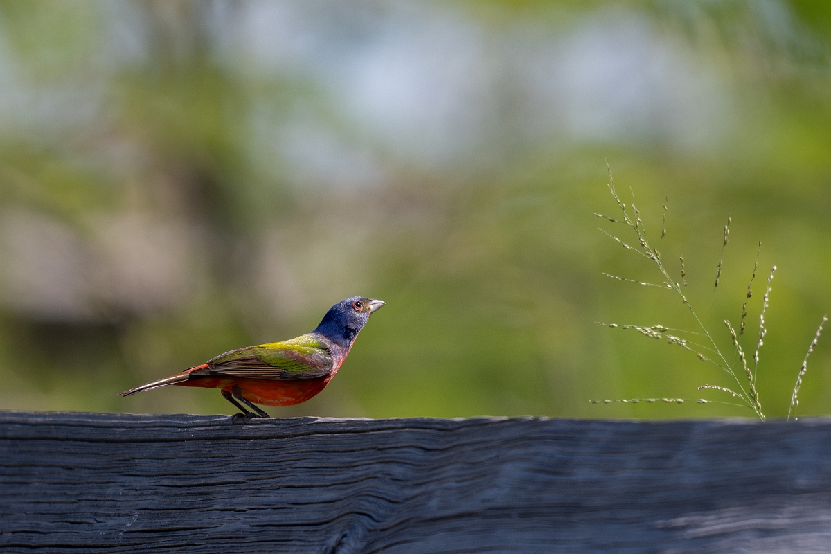 DPPhotography - Texas - Painted bunting - C.jpg - Painted bunting, male - South Padre Island, Texas