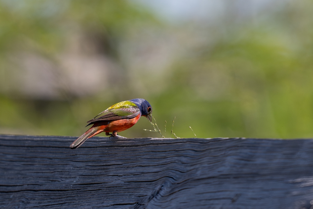 DPPhotography - Texas - Painted bunting - D.jpg - Painted bunting, male - South Padre Island, Texas