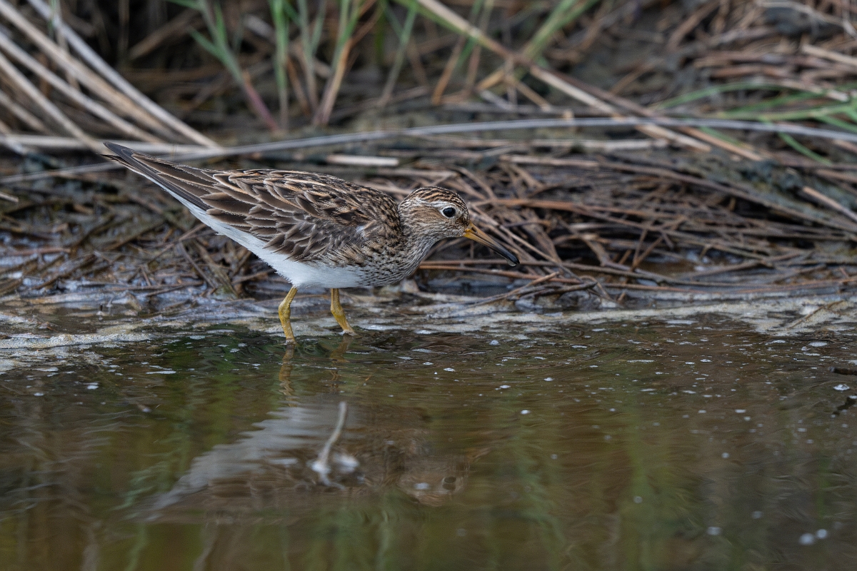 DPPhotography - Texas - Pectoral sandpiper - A.jpg - Pectoral sandpiper - Bolivar Flats, Bolivar Peninsula, Texas