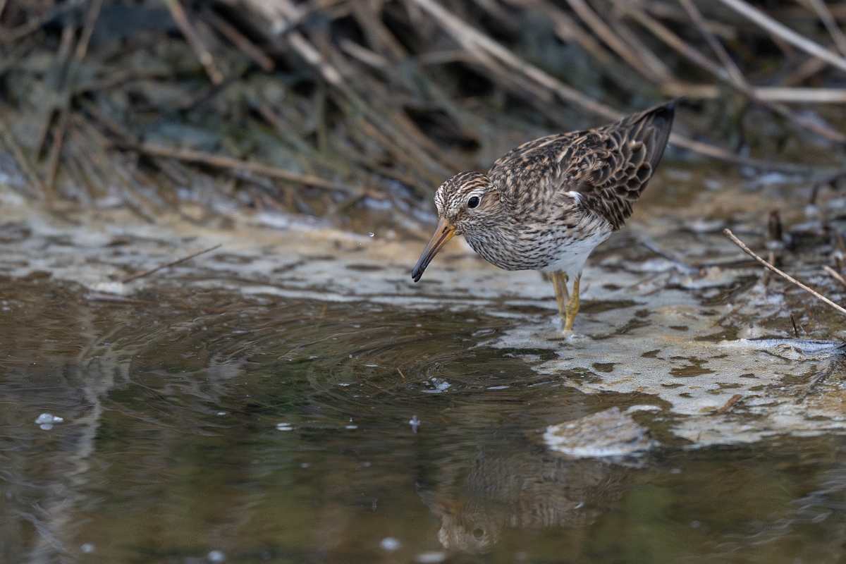 DPPhotography - Texas - Pectoral sandpiper - C.jpg - Pectoral sandpiper - Bolivar Flats, Bolivar Peninsula, Texas