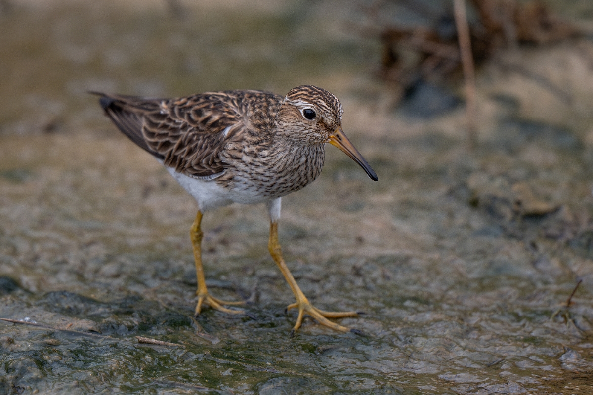 DPPhotography - Texas - Pectoral sandpiper - E.jpg - Pectoral sandpiper - Bolivar Flats, Bolivar Peninsula, Texas
