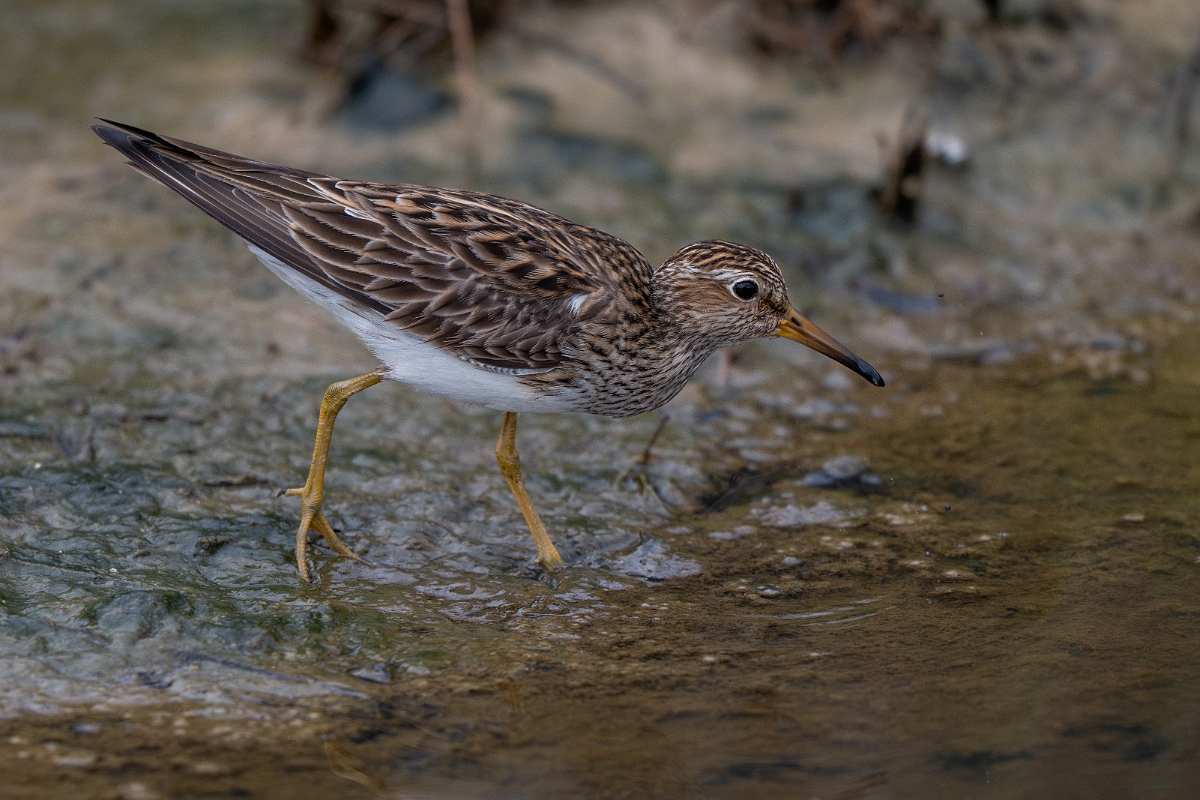 DPPhotography - Texas - Pectoral sandpiper - F.jpg - Pectoral sandpiper - Bolivar Flats, Bolivar Peninsula, Texas