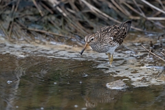 DPPhotography - Texas - Pectoral sandpiper - C