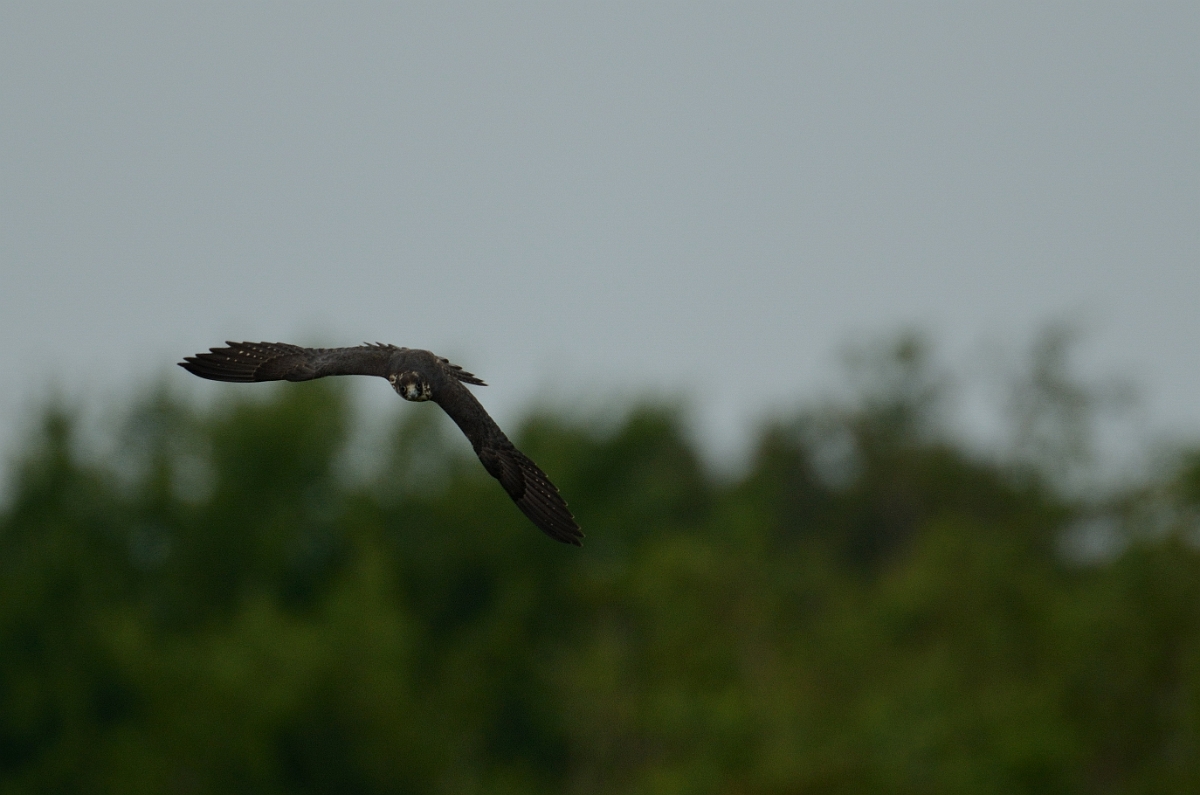 David Plant Photography - Wildlife Photography - Peregrine - A.jpg - Peregrine in flight - Plum Island, MA