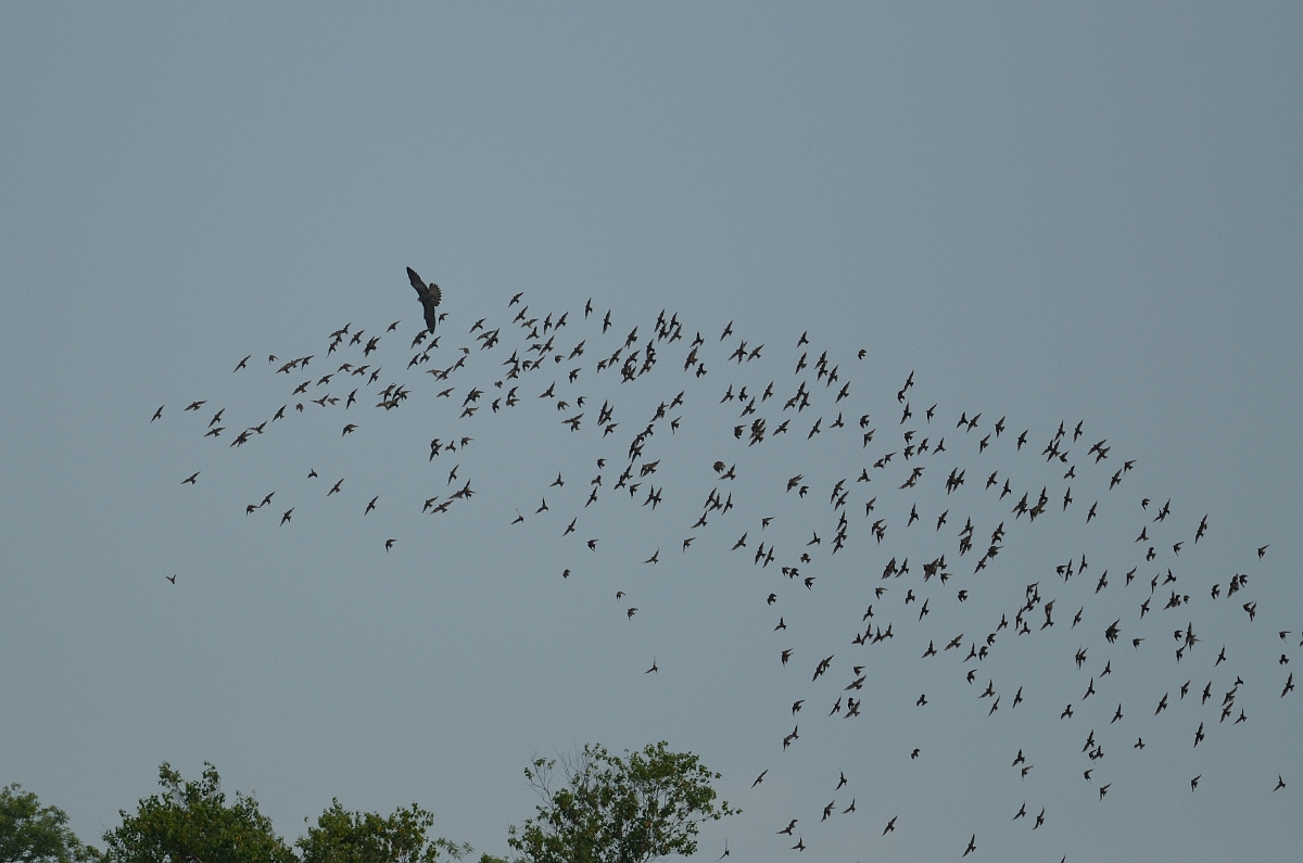 David Plant Photography - Wildlife Photography - Peregrine - B.jpg - Peregrine attacking starlings - Plum Island, MA