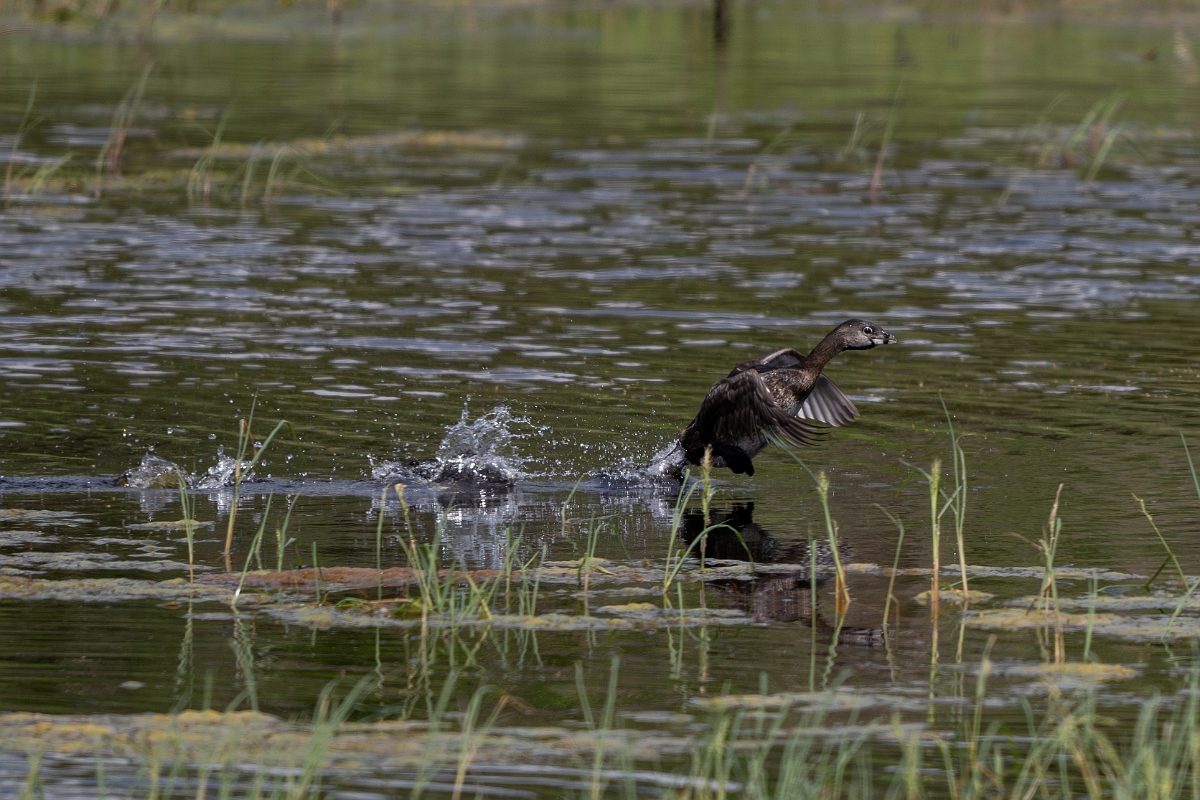 DPPhotography - Texas - Pied-billed grebe - A.jpg - Pied-billed grebe - Aransas NWR, Texas