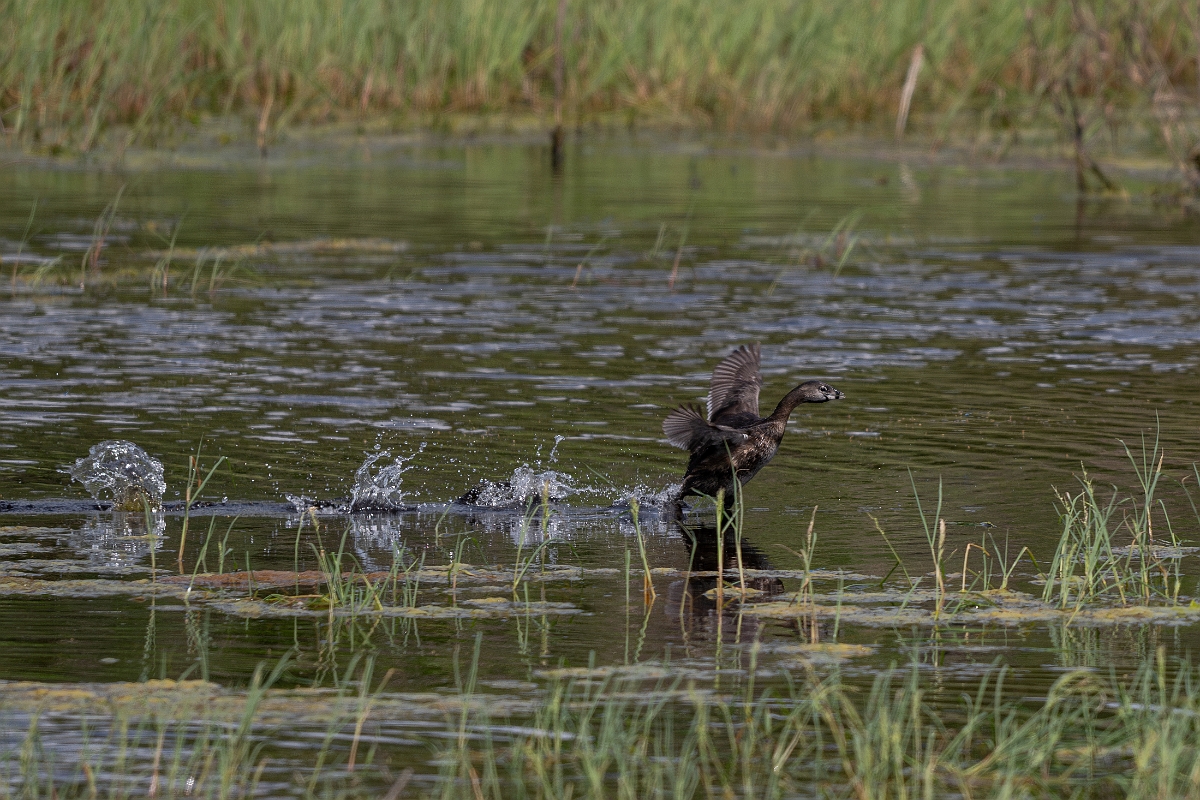 DPPhotography - Texas - Pied-billed grebe - B.jpg - Pied-billed grebe - Aransas NWR, Texas