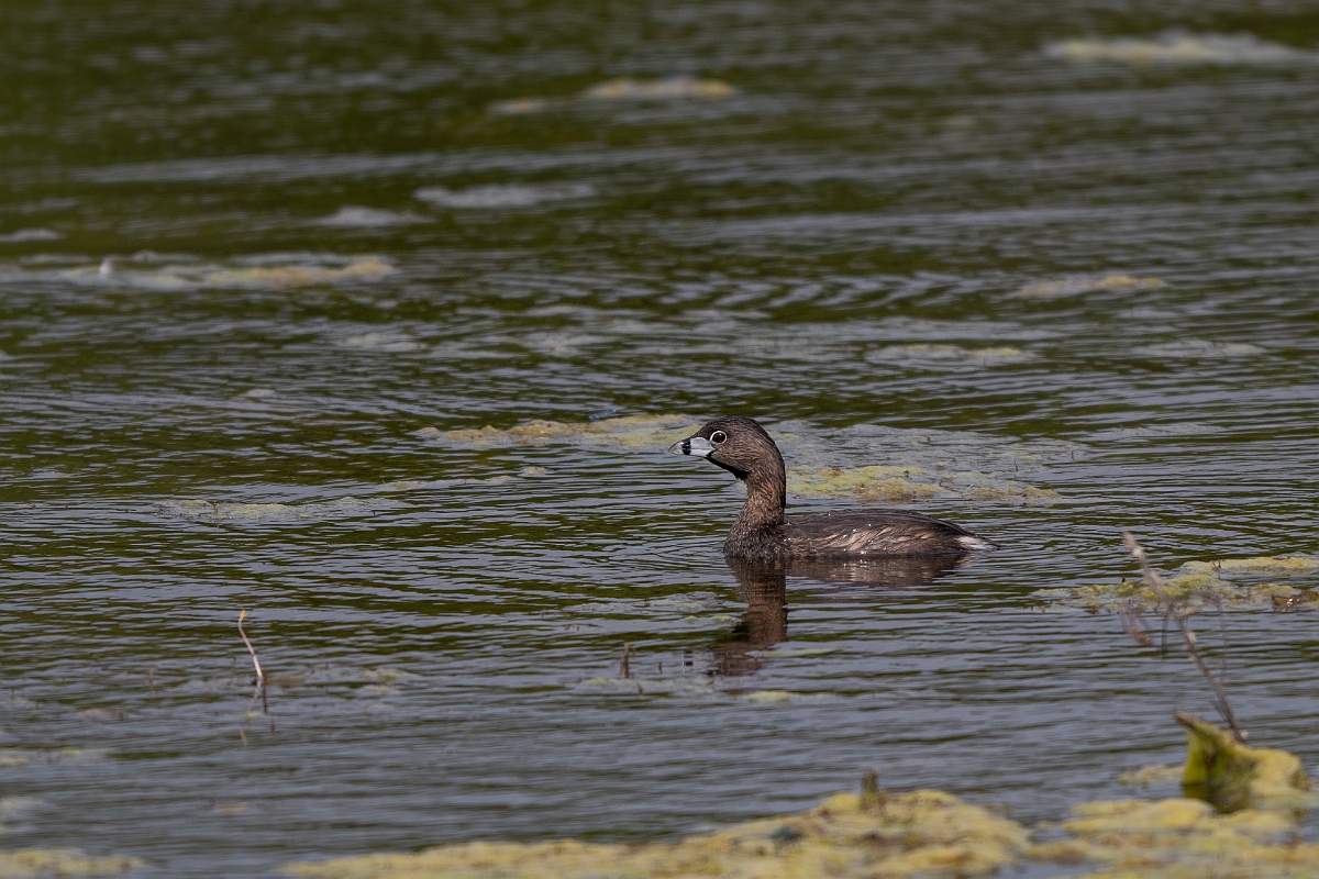 DPPhotography - Texas - Pied-billed grebe - C.jpg - Pied-billed grebe - Aransas NWR, Texas