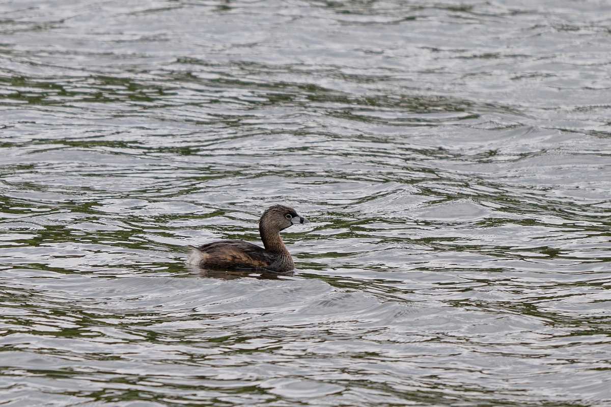 DPPhotography - Texas - Pied-billed grebe - D.jpg - Pied-billed grebe - Ink Lake State Park, Texas