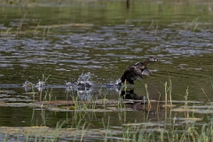 DPPhotography - Texas - Pied-billed grebe - A