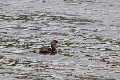 DPPhotography - Texas - Pied-billed grebe - D