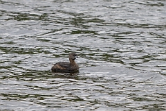 DPPhotography - Texas - Pied-billed grebe - E
