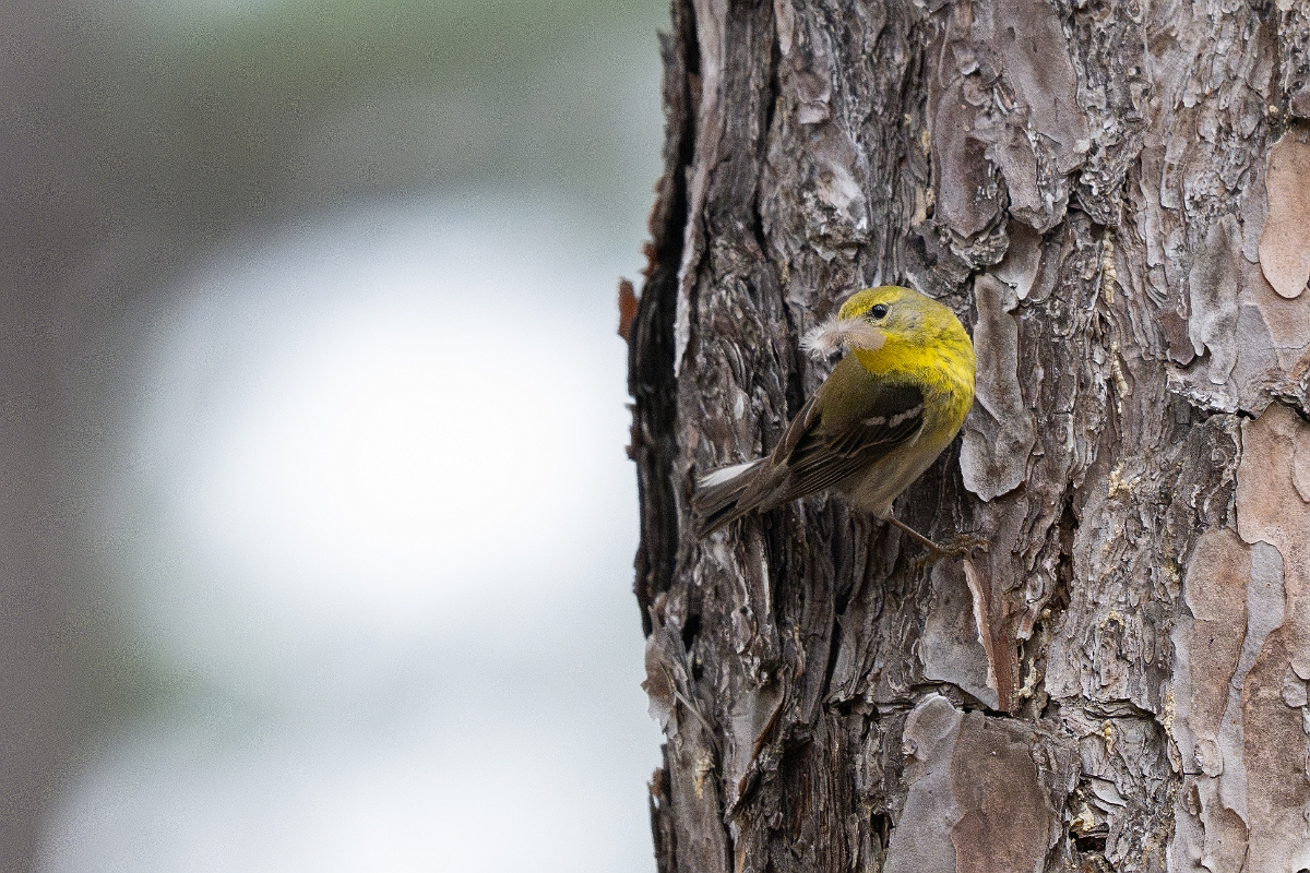 DPPhotography - Texas - Pine warbler - B.jpg - Pine warbler - WG Jones State Park, Texas