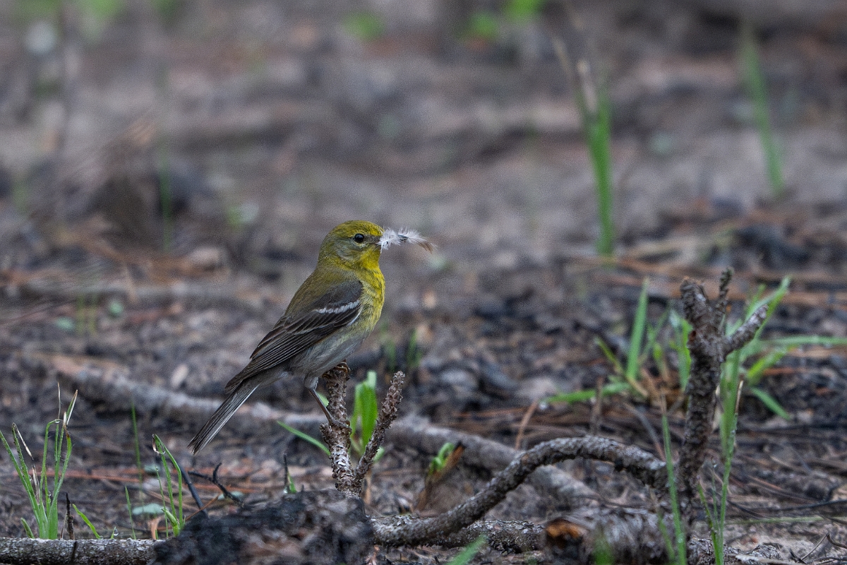 DPPhotography - Texas - Pine warbler - D.jpg - Pine warbler - WG Jones State Park, Texas