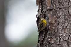 DPPhotography - Texas - Pine warbler - A
