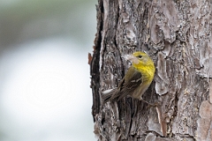 DPPhotography - Texas - Pine warbler - C
