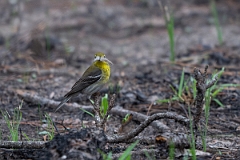 DPPhotography - Texas - Pine warbler - E