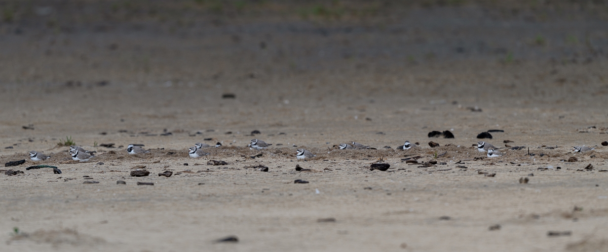 DPPhotography - Texas - Piping plover - B.jpg - Piping plover flock - Bolivar Flats, Bolivar Peninsula, Texas