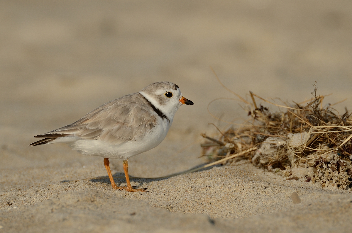 David Plant Photography - Wildlife Photography - Piping plover - A.jpg - Piping plover - Plum Island, MA