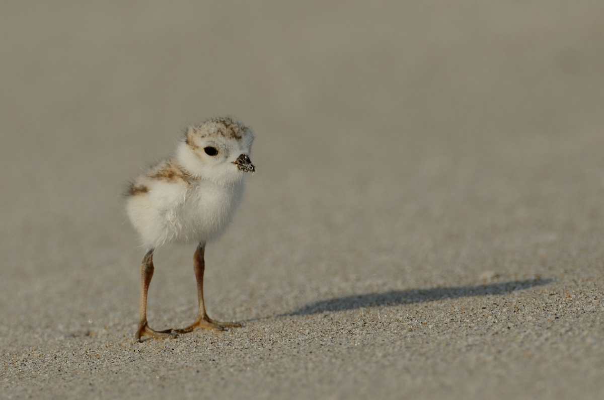 David Plant Photography - Wildlife Photography - Piping plover - B.jpg - Piping plover chick - Plum Island, MA
