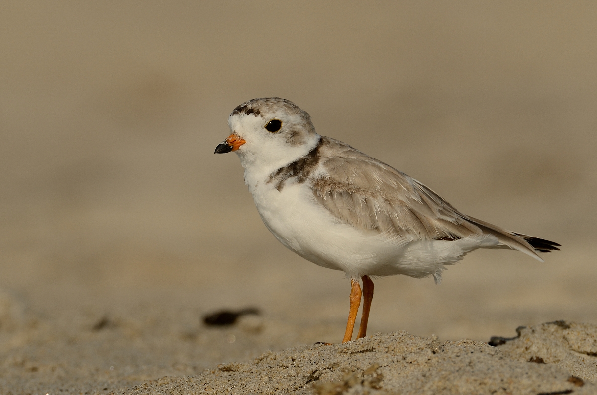 David Plant Photography - Wildlife Photography - Piping plover - C.jpg - Piping plover - Plum Island, MA