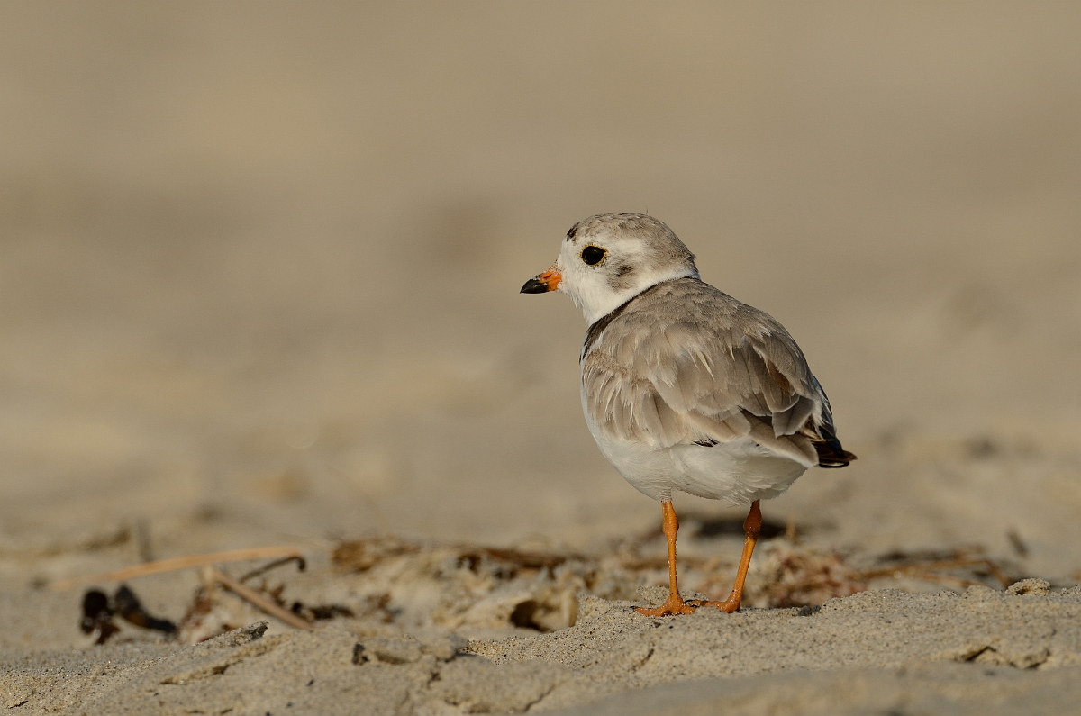 David Plant Photography - Wildlife Photography - Piping plover - D.jpg - Piping plover - Plum Island, MA