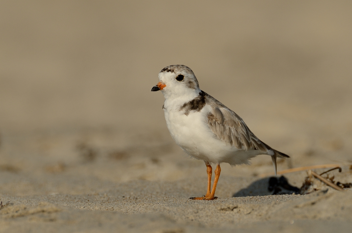 David Plant Photography - Wildlife Photography - Piping plover - E.jpg - Piping plover - Plum Island, MA