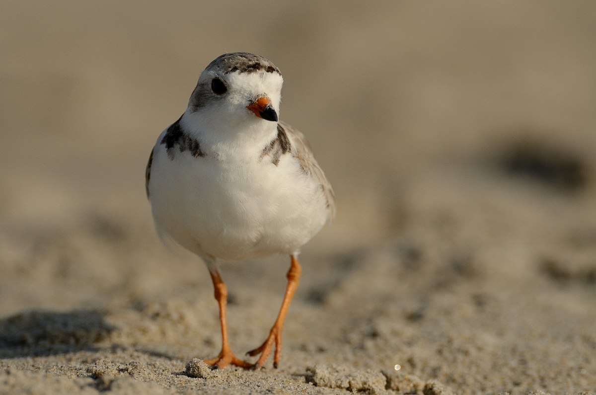 David Plant Photography - Wildlife Photography - Piping plover - F.jpg - Piping plover - Plum Island, MA