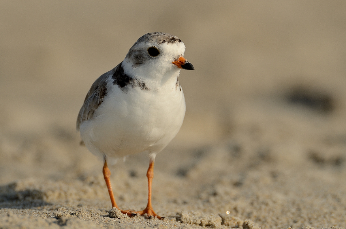David Plant Photography - Wildlife Photography - Piping plover - G.jpg - Piping plover - Plum Island, MA