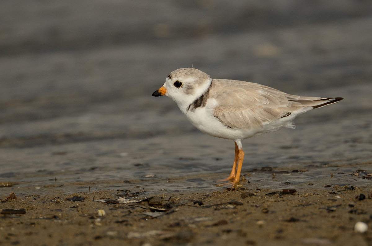 David Plant Photography - Wildlife Photography - Piping plover - H.jpg - Piping plover - Plum Island, MA