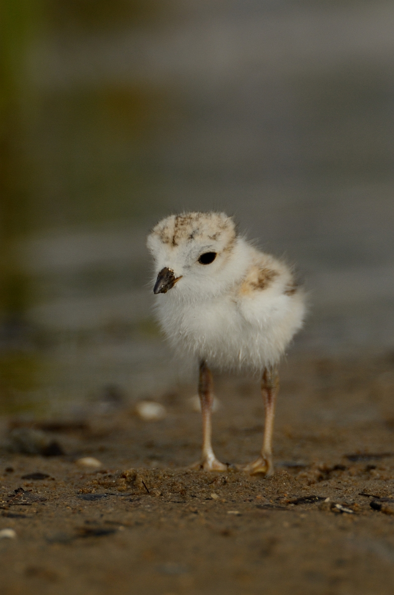 David Plant Photography - Wildlife Photography - Piping plover - I.jpg - Piping plover chick - Plum Island, MA