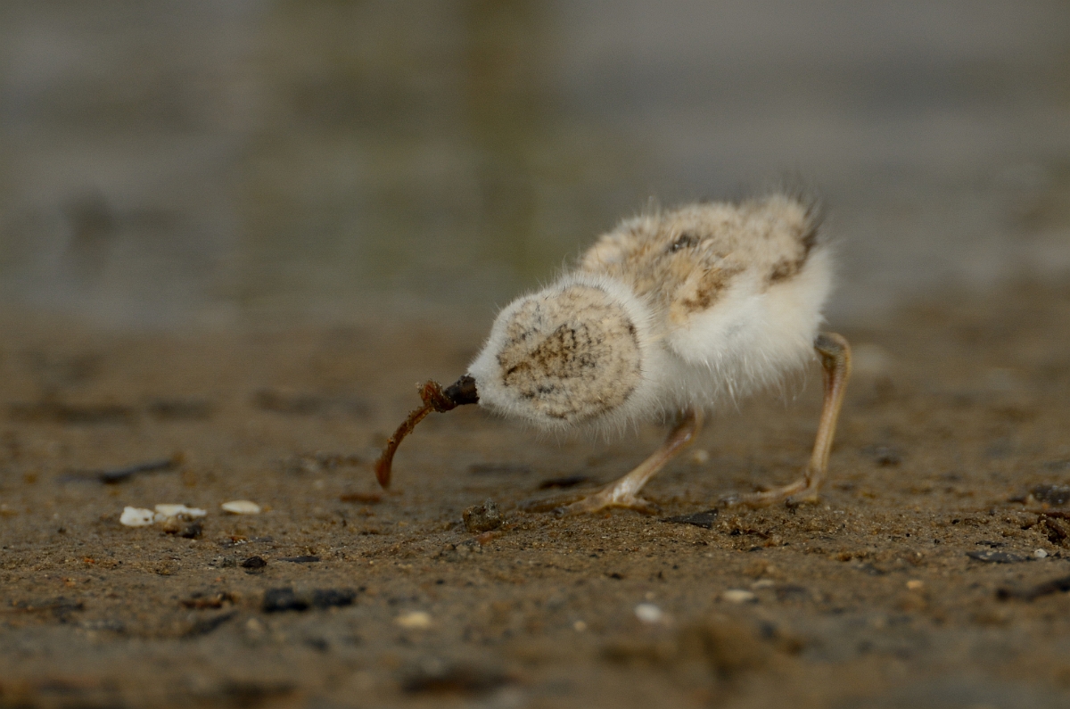 David Plant Photography - Wildlife Photography - Piping plover - J.jpg - Piping plover chick with food - Plum Island, MA