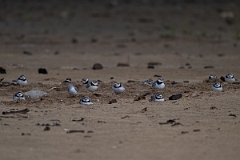 DPPhotography - Texas - Piping plover - A