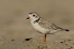 David Plant Photography - Wildlife Photography - Piping plover - C