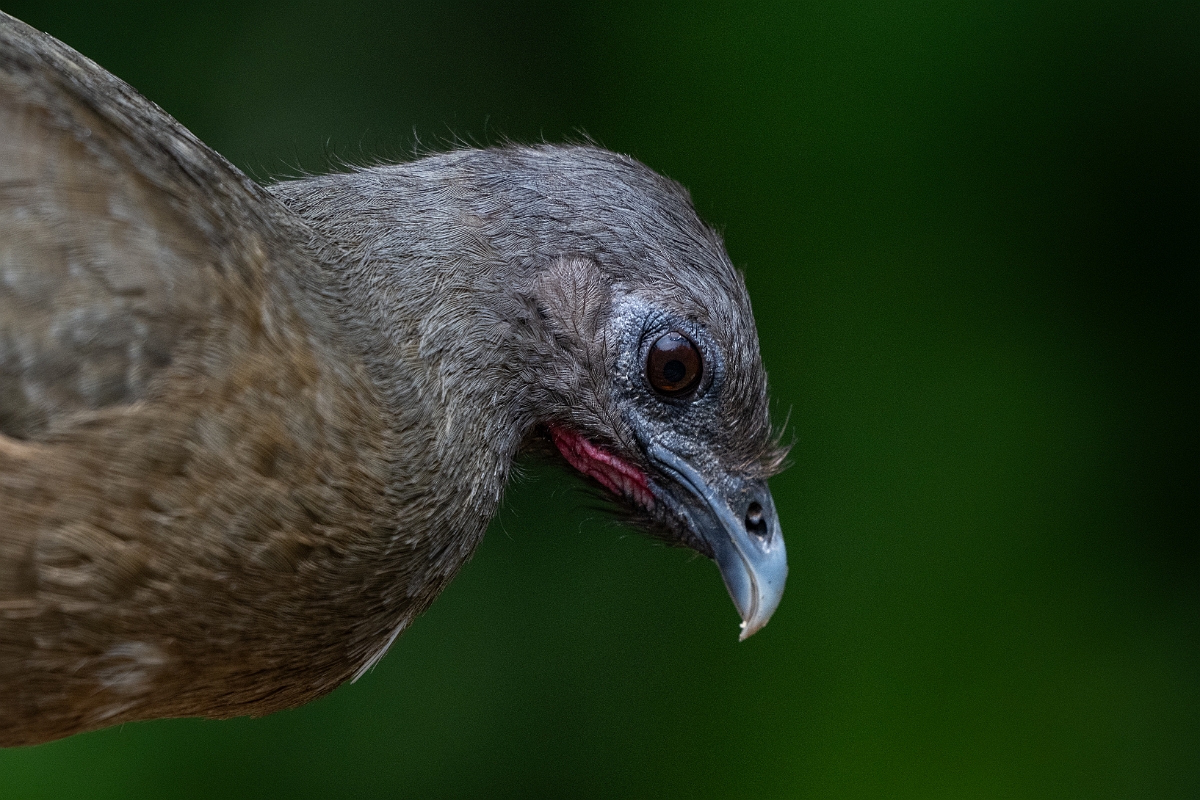 DPPhotography - Texas - Plain chachalaca - G.jpg - Plain chachalaca - National Butterfly Center, Texas