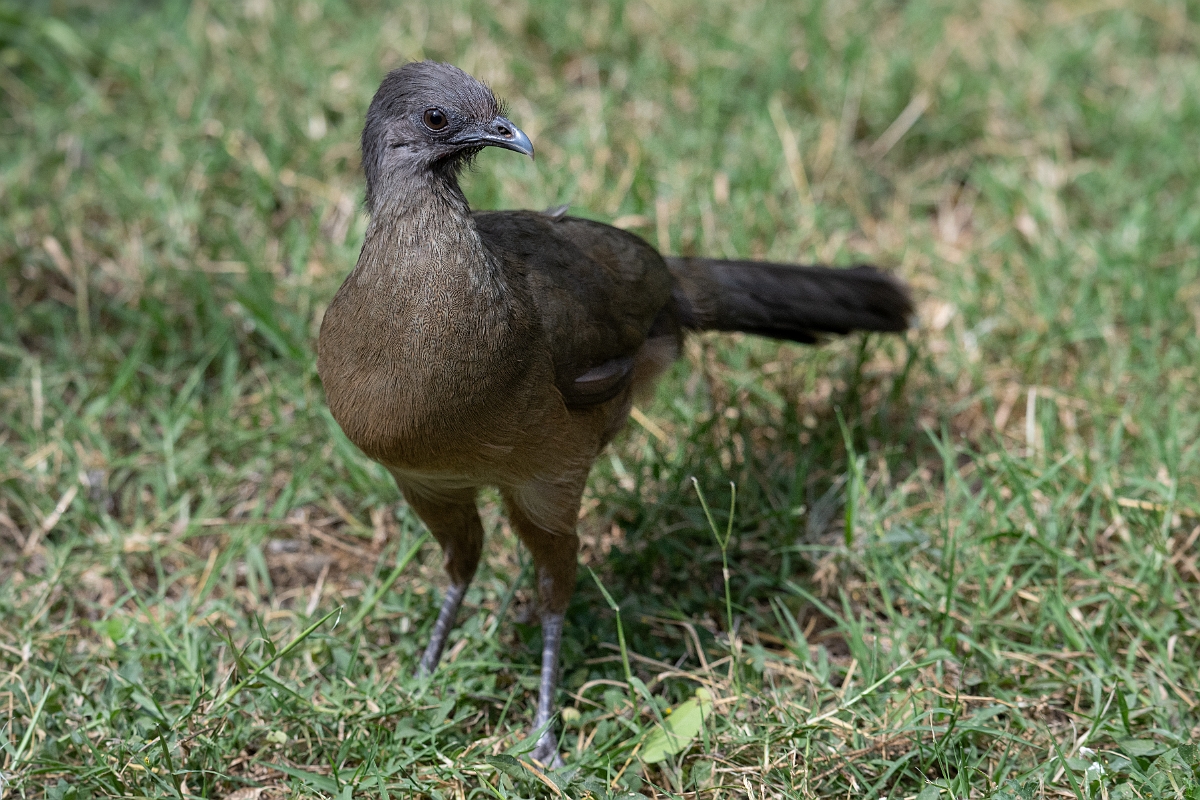 DPPhotography - Texas - Plain chachalaca - O.jpg - Plain chachalaca - National Butterfly Center, Texas