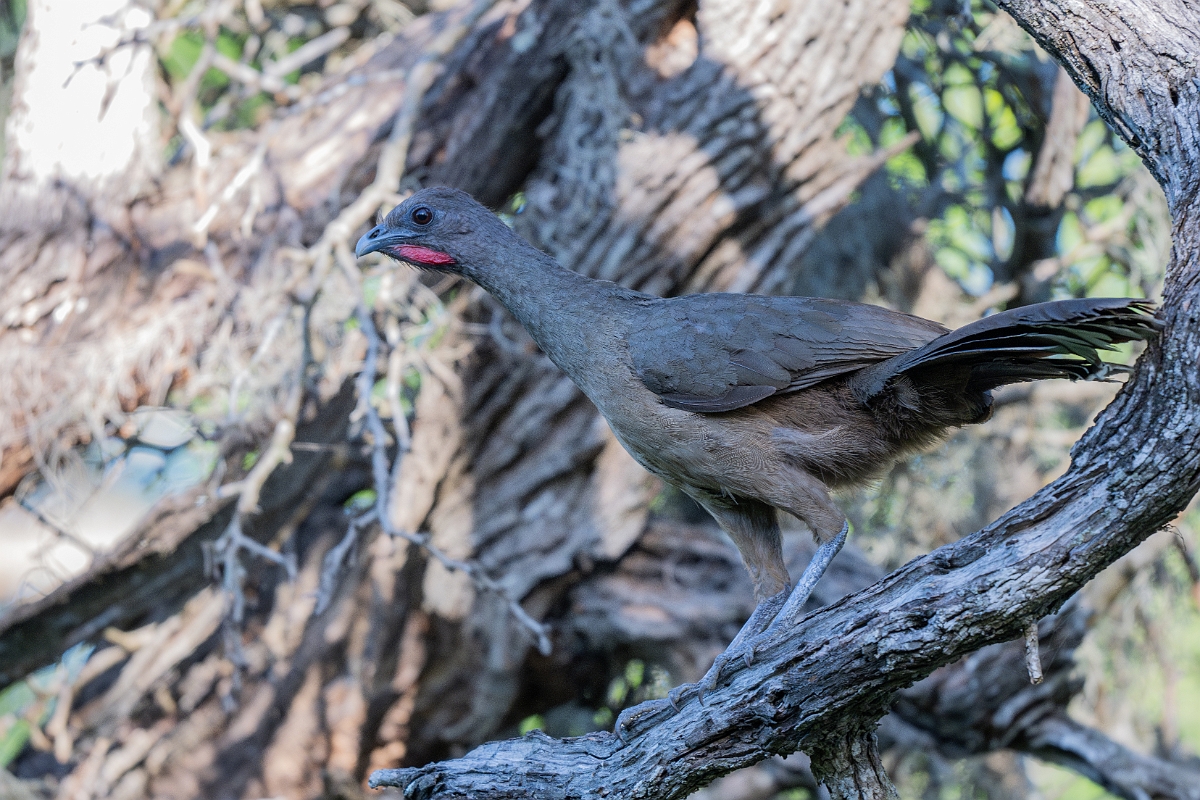 DPPhotography - Texas - Plain chachalaca - V.jpg - Plain chachalaca - Santa Ana NWR, Texas