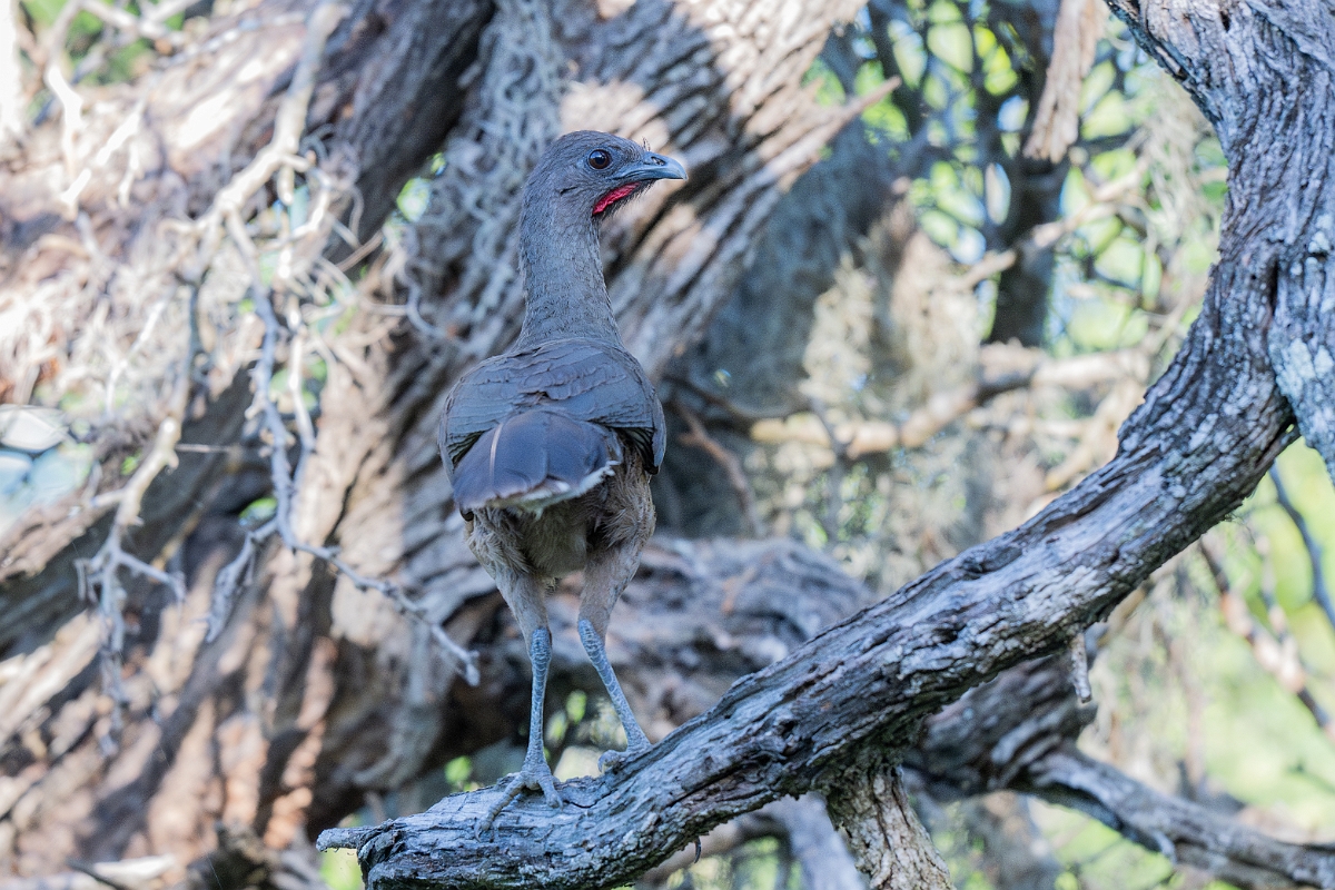 DPPhotography - Texas - Plain chachalaca - W.jpg - Plain chachalaca - Santa Ana NWR, Texas