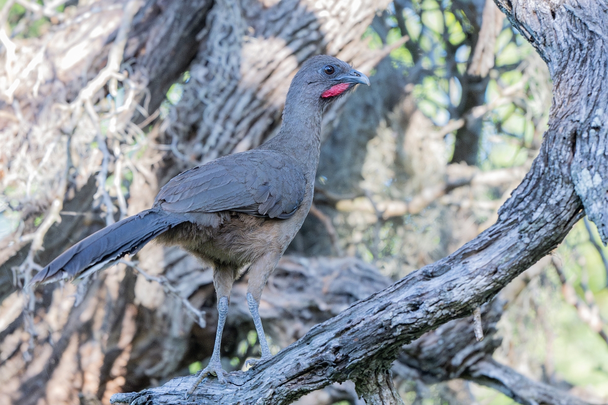 DPPhotography - Texas - Plain chachalaca - X.jpg - Plain chachalaca - Santa Ana NWR, Texas