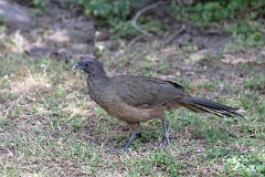 DPPhotography - Texas - Plain chachalaca - B